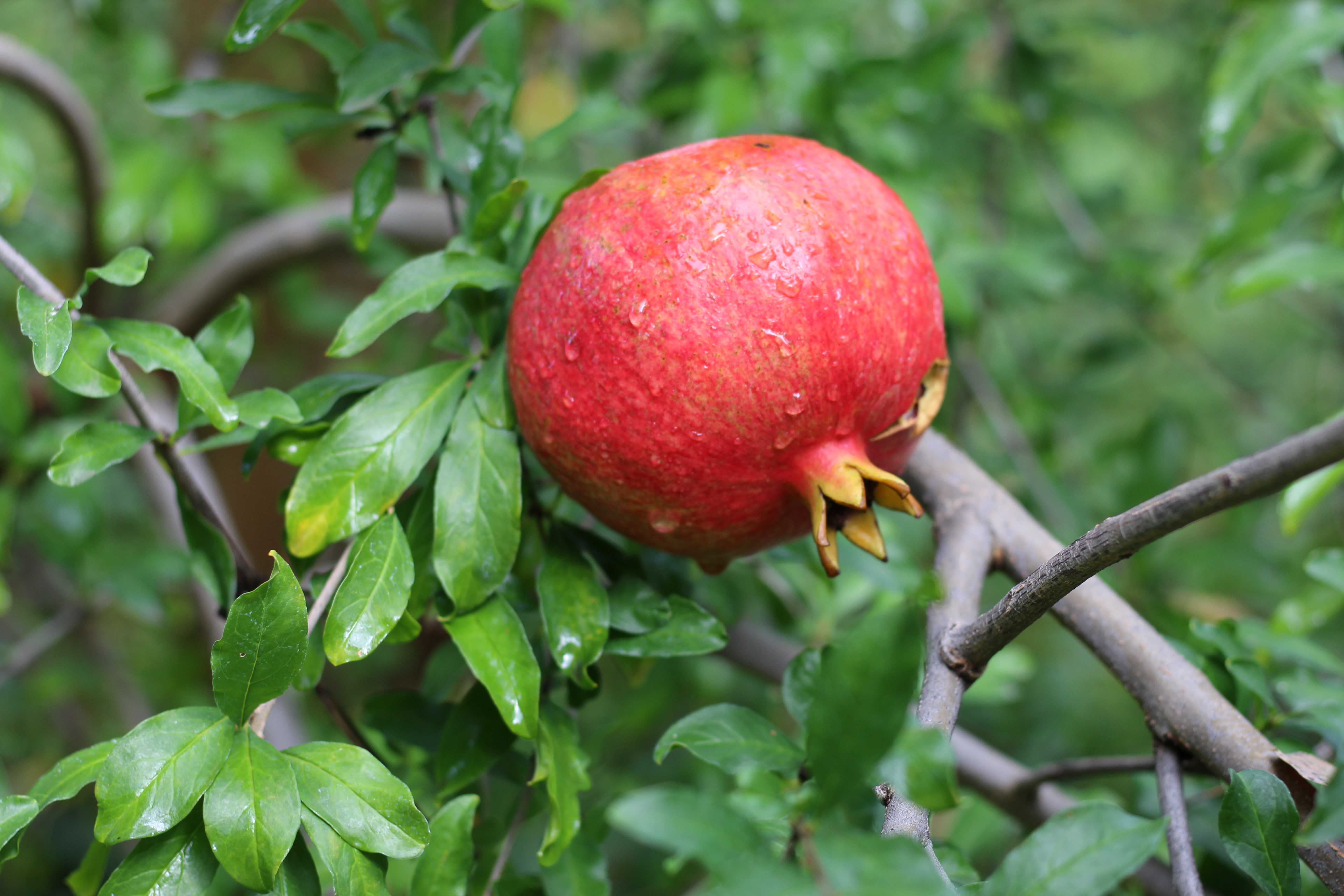 Fall Fruit