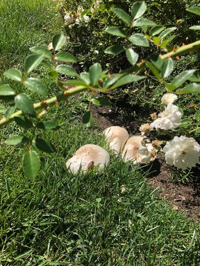 Farmhouse Vegetation