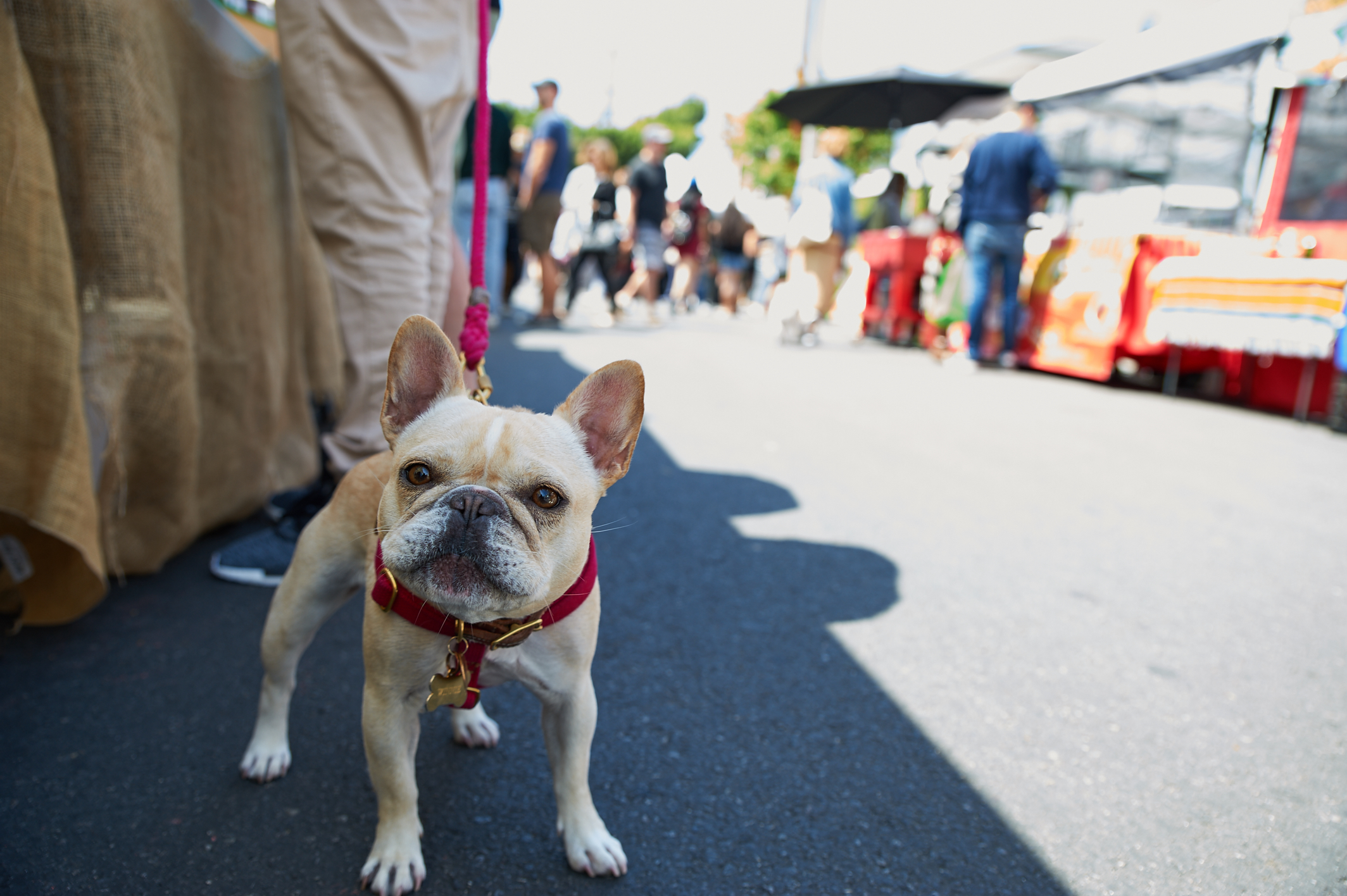 Dogs & the Farmers Market