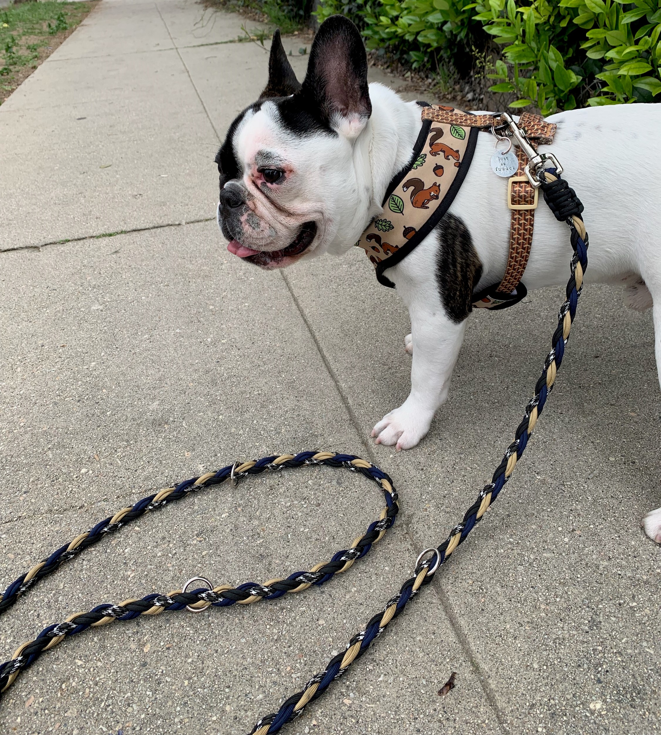 #treatyourselftuesday  Rocky Mountain Leashes