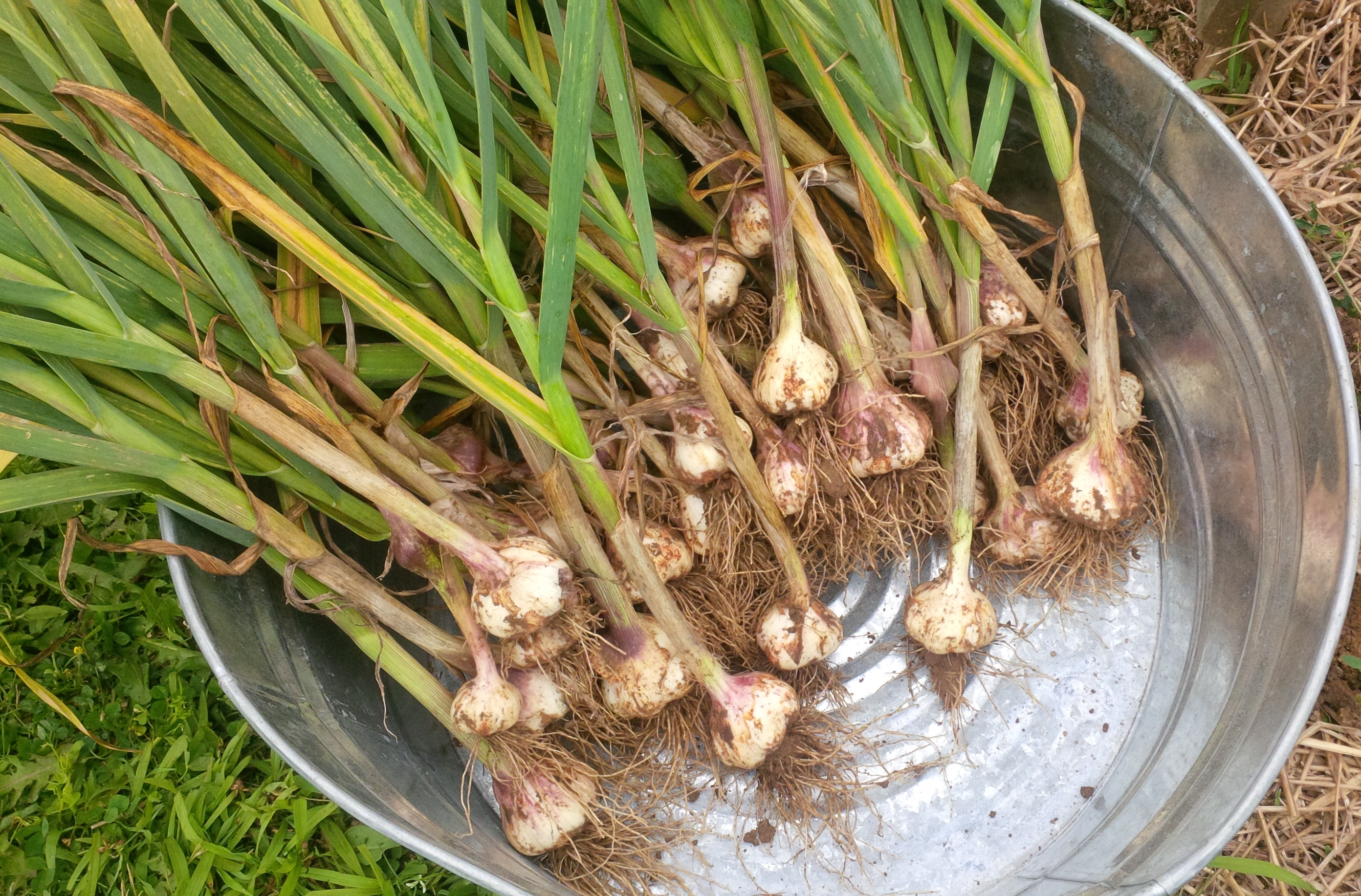 National Garlic Day!