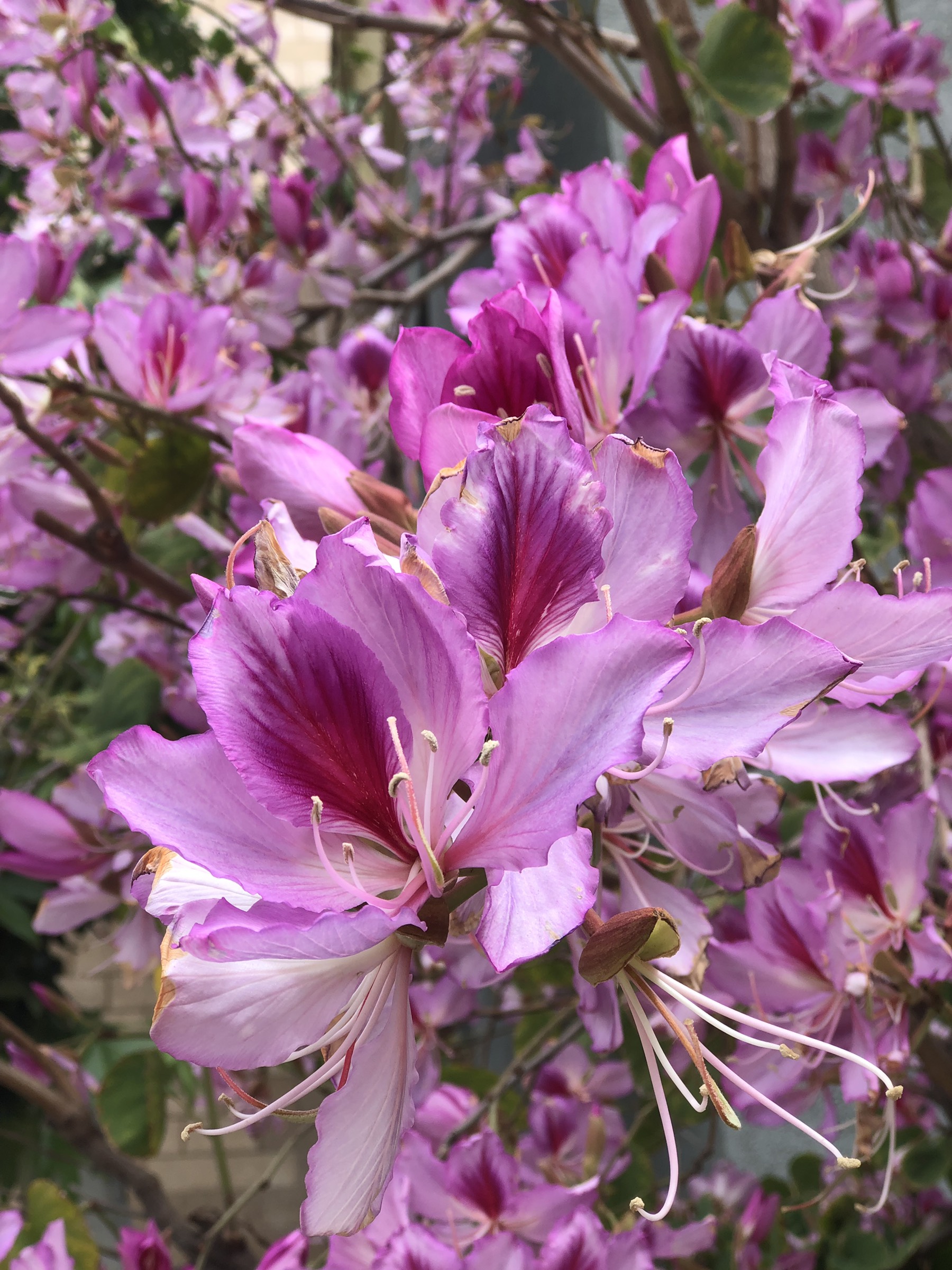 Spring Blooms at the Farmhouse