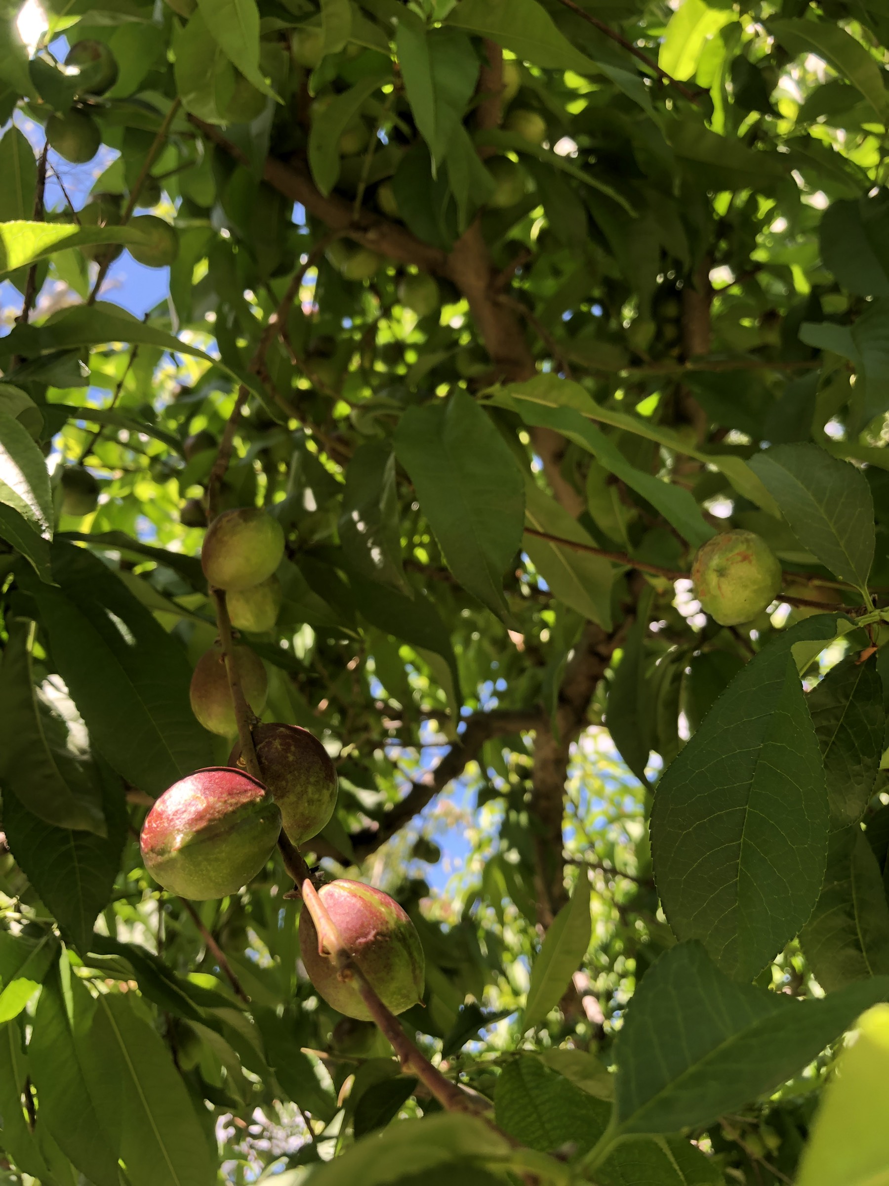 Fruit Trees at the Farmhouse