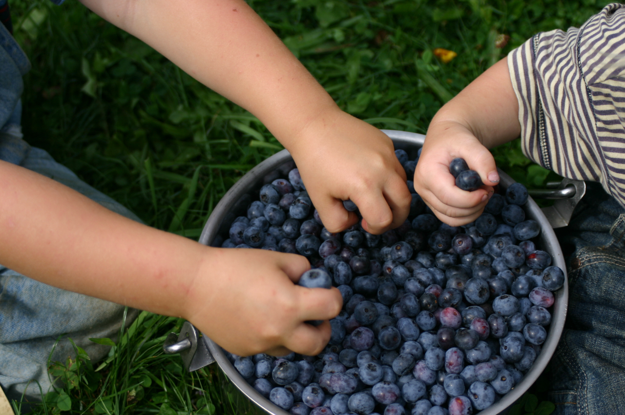 #thursdaythrive      all about Blueberries!