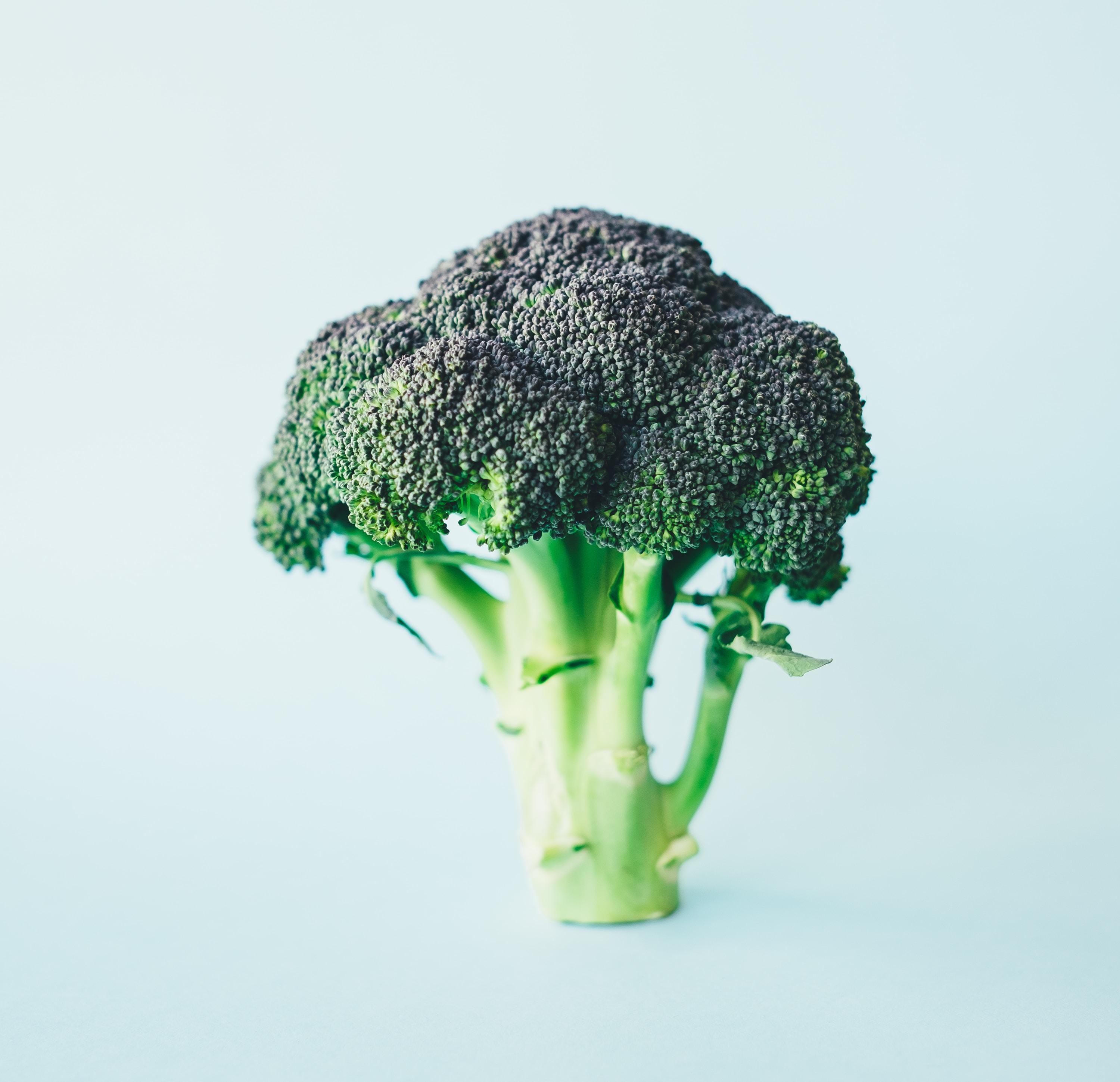 #thursdaythrive  all about Broccoli!