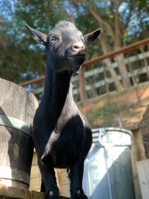 Tips & Tricks for raising Happy, Healthy Goats