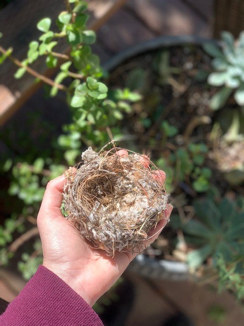 Wild Bird’s Nest – helping wildlife through the Winter months