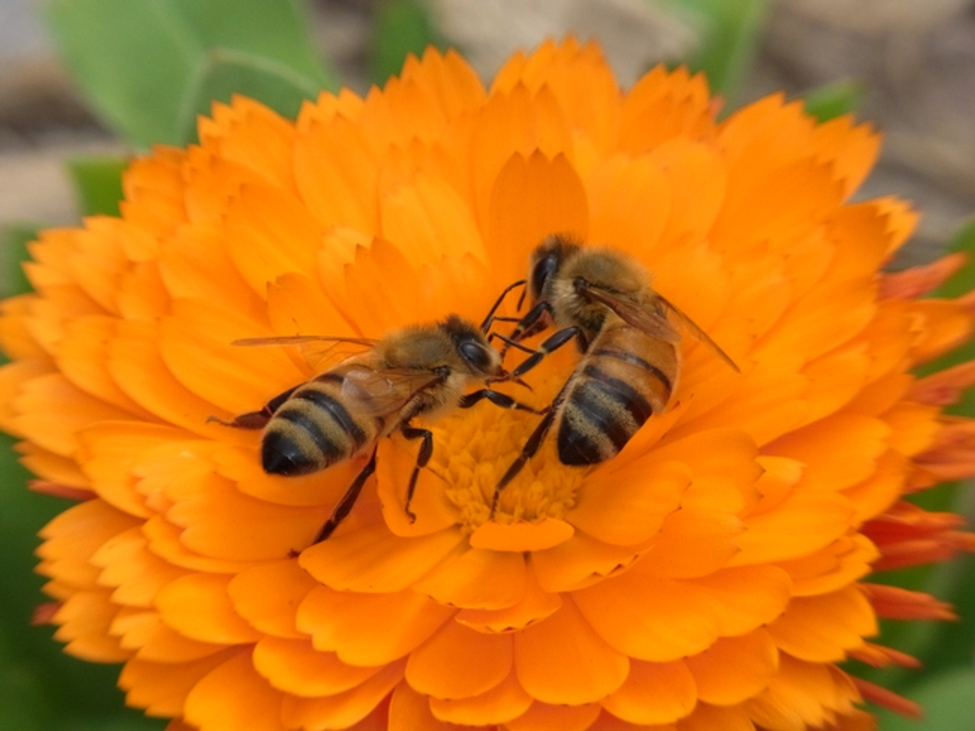 The secret to a successful garden? Pollinators!