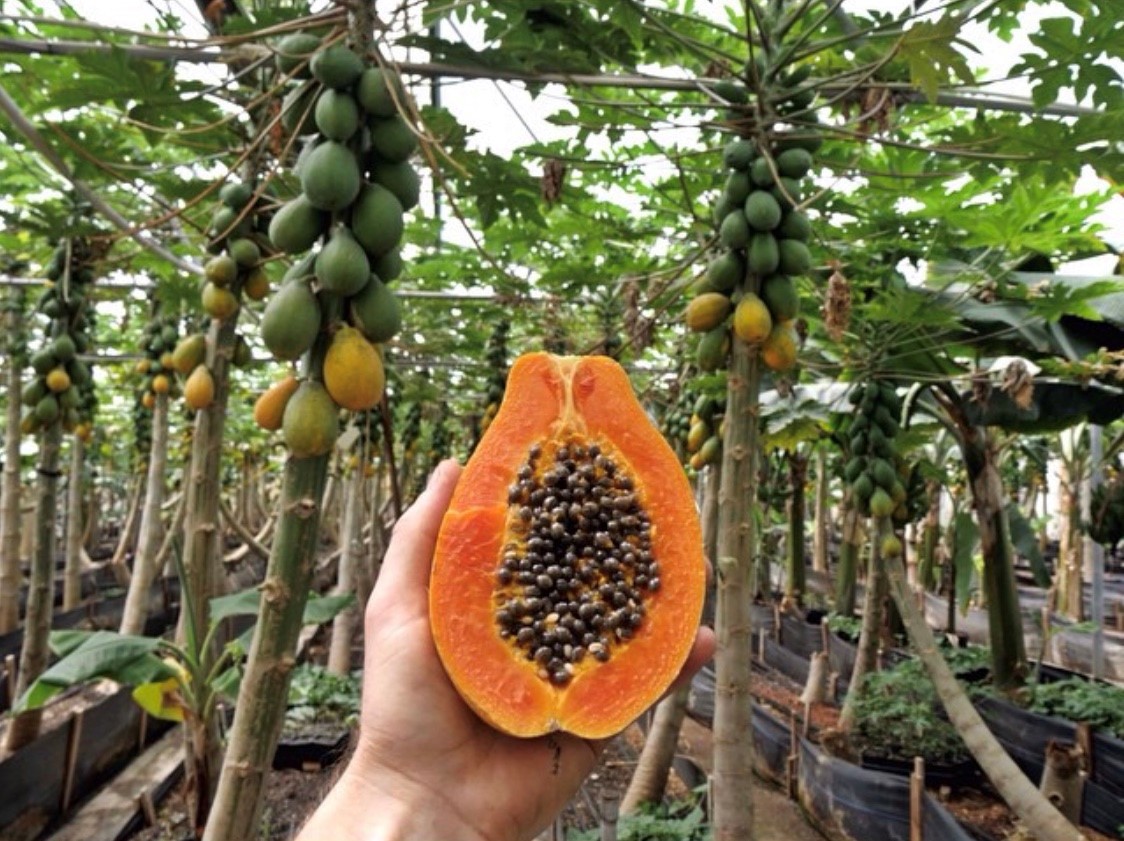 #treatyourselftuesday   Golden State Papaya