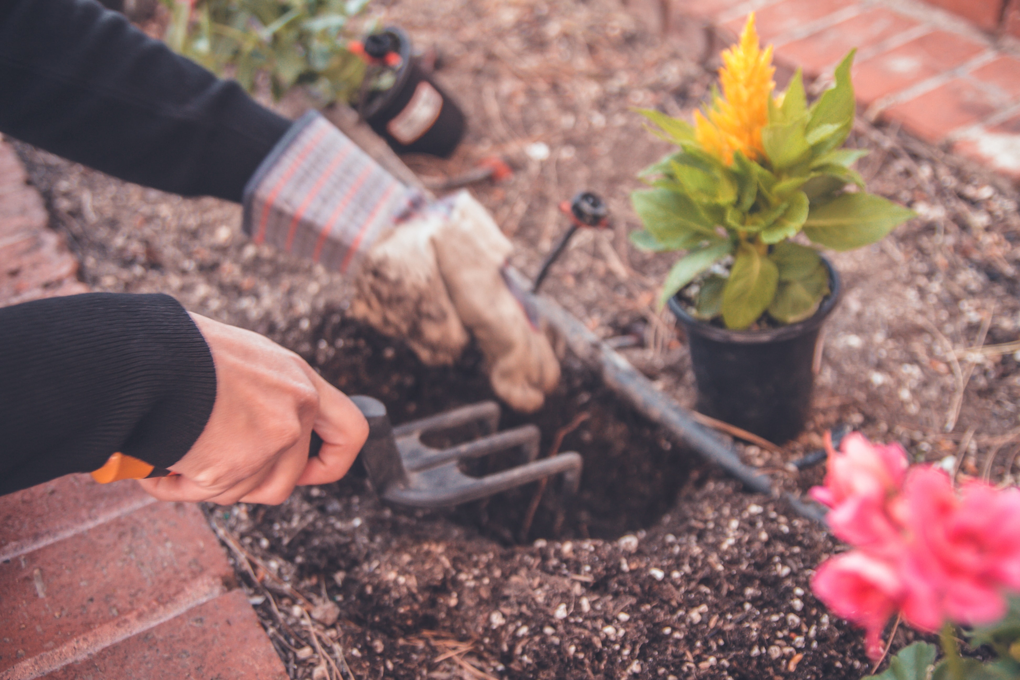 Plant a Flower Day – Spring Garden