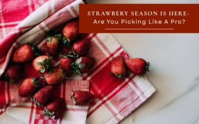 Strawbery Season Is Here- Are You Picking Like A Pro?