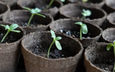 Homestead Gardening – Preparing for Spring Growth