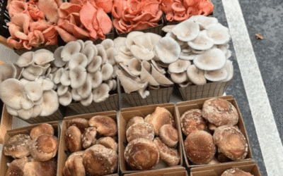 Fresh, Wild, and Wonderfully Grown: The Magic of Fungi Valley Mushrooms