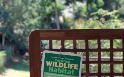 Bring Nature Home: How to Create a Wildlife Habitat Anywhere