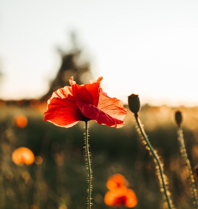 Tending To Your Vision with Journal Prompts