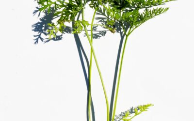 Zero-Waste Veggie Scraps Pesto Recipe