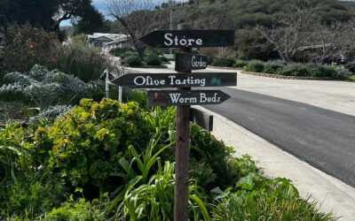 A Worthwhile Stop Along California’s Olive Trail
