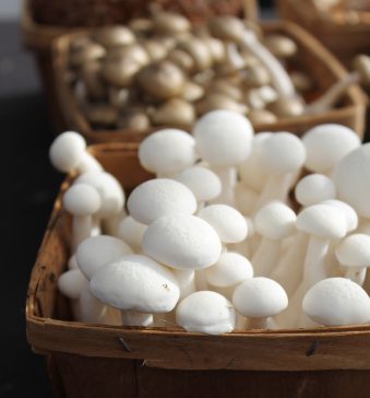 National Mushroom Day!