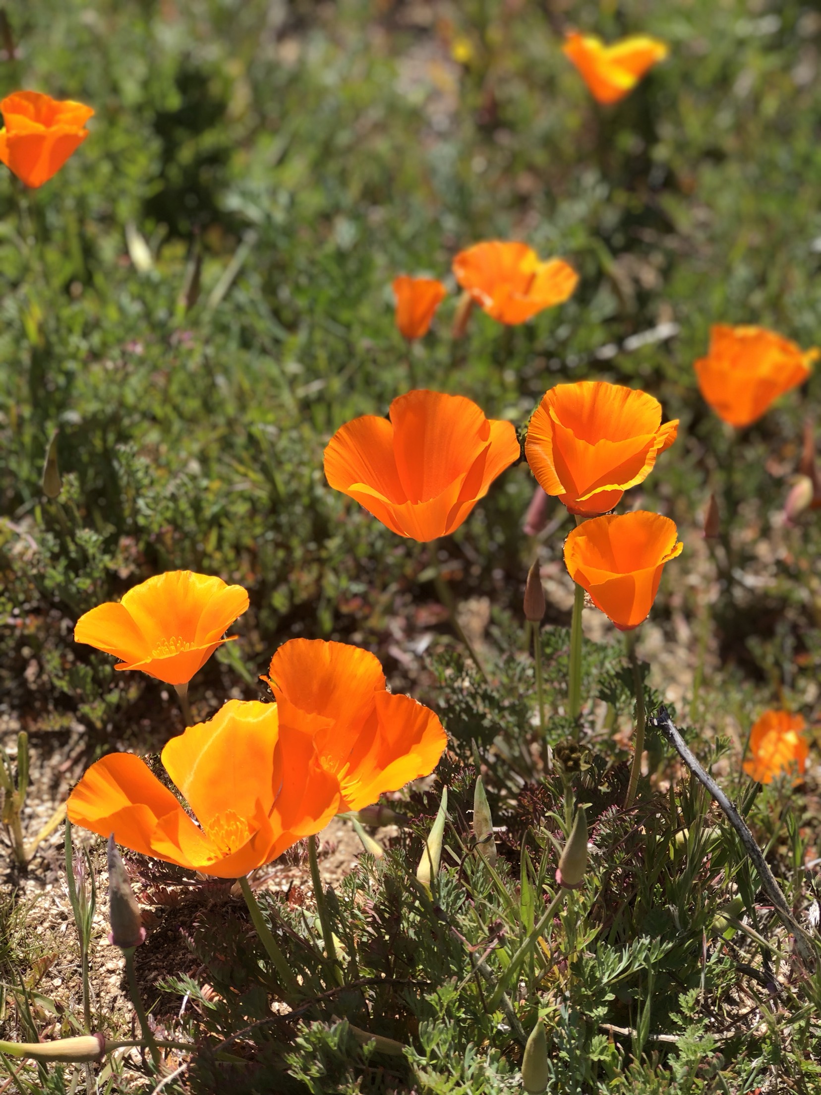 Poppy Super Bloom CCFM Blog