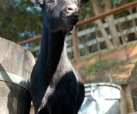 Tips & Tricks for raising Happy, Healthy Goats