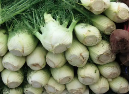 Fennel, Menos Farms